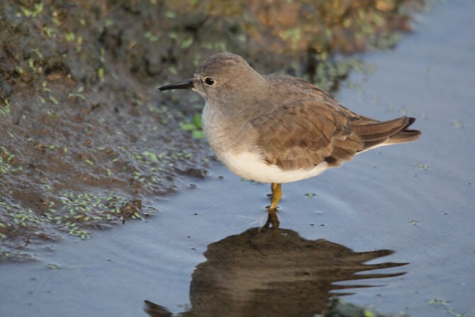 ठिपकेवाला तुतारी (छायाचित्र - अरविंद तेलकर)
