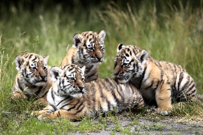 जर्मनीतील बर्लीन येथे सायबेरीयन वाघाचे हे बछडे सध्या सर्वांच्या आकर्षणाचा विषय ठरत आहेत. (छाया- एपी/पीटीआय)