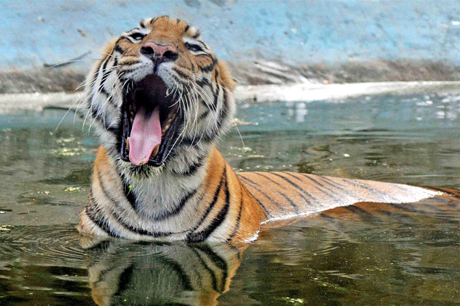 उकाड्याने हैराण झालेला बंगालचा वाघ कोलकाता येथील प्राणीसंग्रहालयात स्वच्छंदपणे विहार करताना. (छाया-पीटीआय)