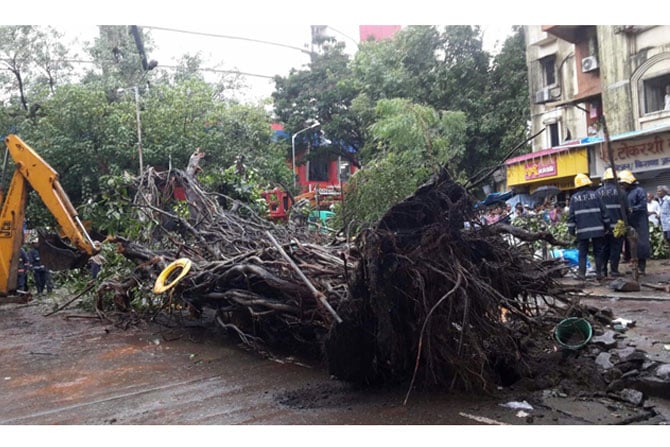 दादर भागात झाड पडल्याने एकाचा मृत्यू; दोन जखमी