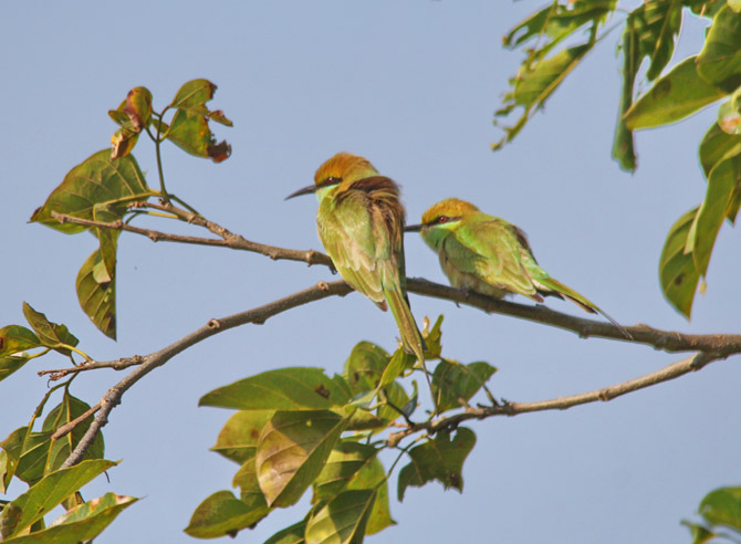वेडा राघू (छायाचित्र - अरविंद तेलकर)