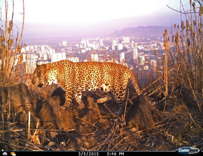 संजय गांधी राष्ट्रीय उद्यान आणि आरे या विभागांसह पश्चिम उपनगराच्या १४० किलोमीटरच्या परिसरात सध्याच्या घडीला ३५ बिबट्यांचा वावर आहे. ( छाया- निकेत सुर्वे)