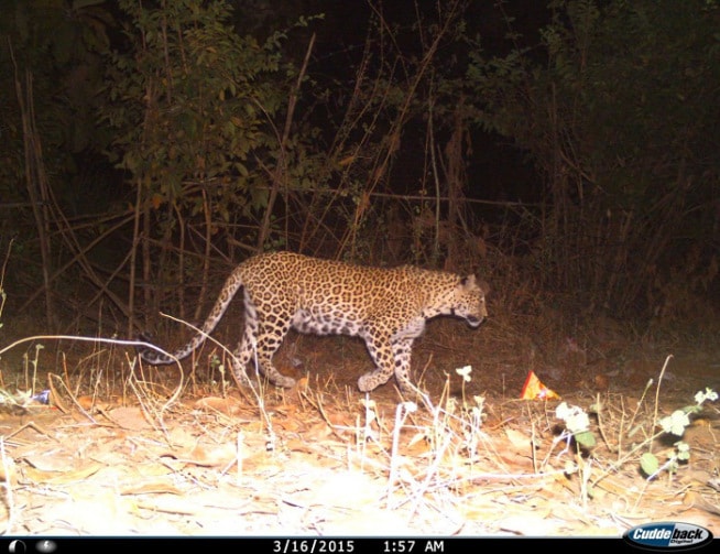 मुंबईजवळच्या 'संजय गांधी राष्ट्रीय उद्याना'तील बिबळ्यांनाही जणू या महानगरीची बाधा झाली आहे. महानगरीप्रमाणे येथील बिबळ्यांची संख्या २१वरून ३५वर गेली आहे. ( छाया- निकेत सुर्वे)