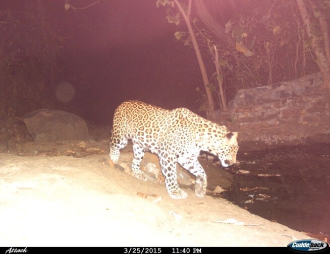 परंतु या १०४ चौरस किलोमीटर परिसरात पसरलेल्या या उद्यानात बिबळ्यांना आवडणारे चितळ, सांबर आदी खाद्य मुबलक प्रमाणात असूनही त्यांना बाहेरच्या 'इन्स्टंट' खाण्याची चटक लागली आहे. ( छाया- निकेत सुर्वे)