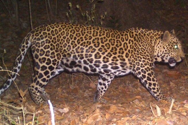 'भारतीय वन्यजीव संस्थे'चे पदव्युत्तर अभ्यासक्रमाचे विद्यार्थी निकित सुर्वे यांनी उद्यानातील ६० अधिकारी आणि कर्मचाऱ्यांच्या मदतीने सहा महिने पाहणी करून एक अहवाल तयार केला आहे. ( छाया- निकेत सुर्वे)