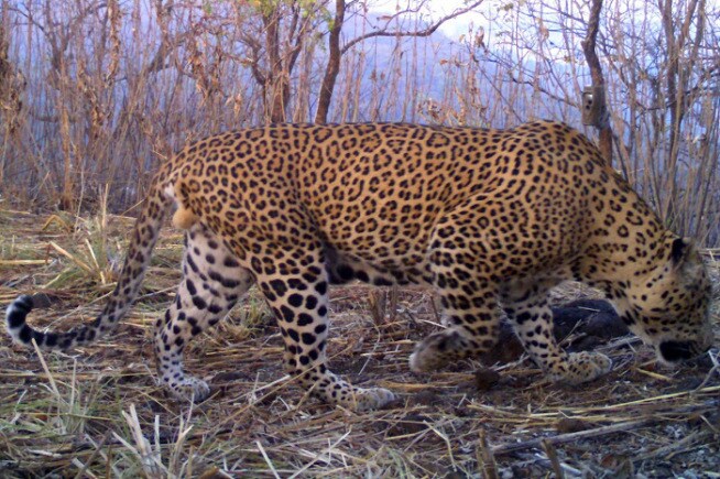 बिबळ्यांची संख्या मोजण्याबरोबरच त्यांच्या खाण्यापिण्याच्या सवयींचा अभ्यास या पाहणीत करण्यात आला आहे. यात बिबळ्यांच्या खाण्यापिण्याच्या सवयीत झालेला हा महत्त्वपूर्ण बदल नोंदविण्यात आला आहे. ( छाया- निकेत सुर्वे)
