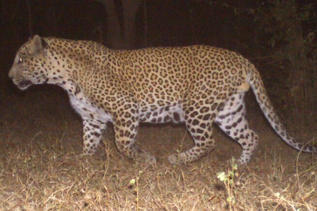 या पाहणीकरिता उद्यान आणि आरे कॉलनी परिसरातील तब्बल १४० चौरस किलोमीटर परिसरात एकूण ४५ कॅमेरे बसविण्यात आले होते. बिबळ्यांचे केलेले चित्रीकरण, त्यांची विष्ठा, ठसे आदींचा एकत्रितपणे शास्त्रोक्त पद्धतीने अभ्यास करण्यात आला. यात बिबळ्यांची संख्या ३५ वर पोहोचल्याचे आढळून आले आहे. ( छाया- निकेत सुर्वे)