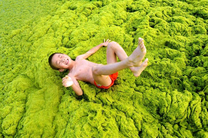 समुद्री शेवाळामुळे व्यापून गेलेल्या पूर्व चीनमधील क्युंगादो समुद्रकिनाऱ्यावर एक मुलगा खेळतानाचे दृश्य. यलो महासागरातून मोठ्याप्रमाणावर वाहून आलेले शेवाळ संपूर्ण क्युंगादो समुद्रकिनाऱ्यावर पसरले आहे. (छाया- पीटीआय)