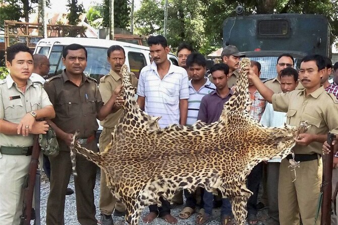 जगलपुरी येथे वनाधिकाऱ्यांनी मंगळवारी बिबट्याच्या कातडीची तस्करी करणाऱ्या सहाजणांना अटक केली. (छाया- पीटीआय)