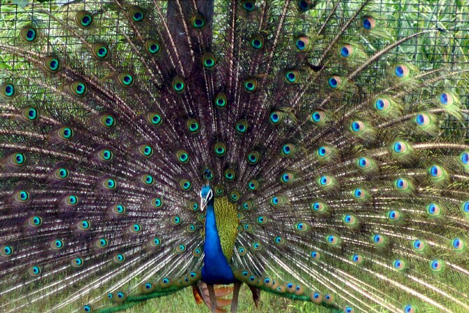 दिल्लीतील एका प्राणीसंग्रहालयात पावसाच्या सरींना सुरूवात झाल्यानंतर पिसारा फुलवून लांडोरला आकर्षित करणारा मोर. (छाया - पीटीआय)