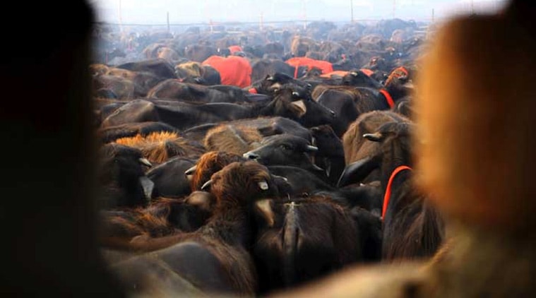 १४ गायी व ५७ वासरांची कत्तलखान्यातून सुटका