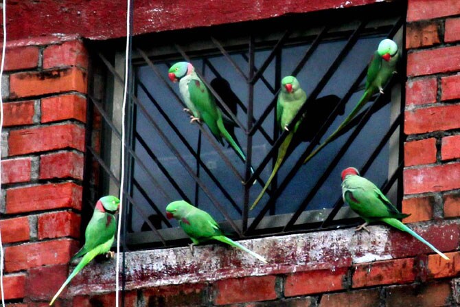घराच्या खिडकीजवळ सहसा पोपट बसलेला दिसत नाही. चिमणी, कबुतर आदी पक्ष्यांचे आश्रयस्थान घराच्या खिडकीजवळ असते. उंच झाडावर किंवा झाडाच्या ढोलीत पोपट आसरा घेतो. पण मानवाने पोपटांच्या या आश्रयस्थानावरच घाला घातला आहे. मुंबईत इमारतींच्या जंगलात उंच झाडे आढळणे कठीण. त्यामुळेच पोपटांना असा घरांच्या खिडकीजवळ आसरा घ्यावा लागत आहे. (छाया : अमित चक्रवती)
