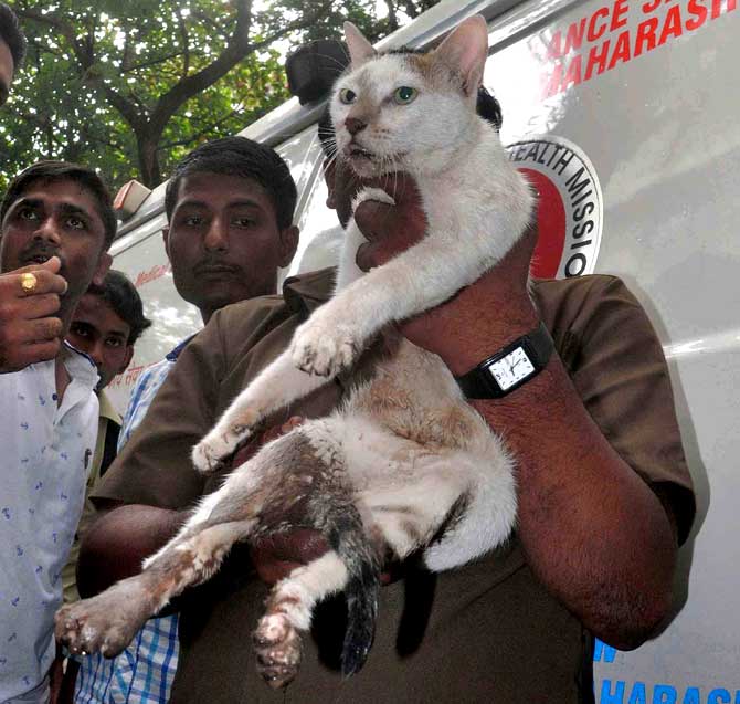 नौपाडय़ातील कृष्णानिवास इमारतीचा ढिगारा उपसून त्यात अडकलेल्या रहिवाशांना बाहेर काढण्याचे काम सुरू होते. त्यावेळी तब्बल सात तासानंतर ढिगाऱ्याखाली एक माजंर जिवंत अवस्थेत सापडले. या अपघातात मांजराचे पाठीमागचे पाय जखमी झाले होते. त्यामुळे त्याला निटसे उभे रहाता येत नव्हते. तसेच भेदरलेल्या अवस्थेत होते. (छाया - दिपक जोशी)