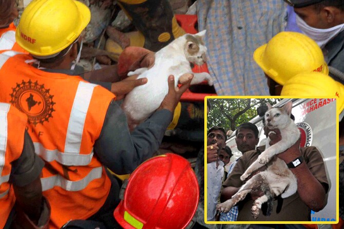 ठाणे शहरातील नौपाडा भागात सोमवारी रात्री पावणेदोनच्या सुमारास तीन मजली इमारत कोसळली. या दुर्घटनेत १२ जणांचा मृत्यू झाला असून, सात जण जखमी आहेत. दरम्यान, इमारतीच्या ढिगा-याखाली अडकलेल्या मांजरीला वाचवण्यात अग्निशमन दलाच्या जवानांना यश आलं आहे. (छाया - दिपक जोशी)