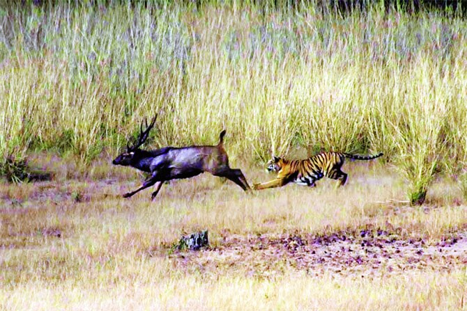 दिल्लीस्थित अभयारण्यात सकाळी आळस देताना जंगलाचे राजे.