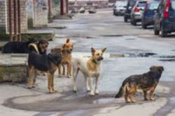 भटक्या कुत्र्यांच्या अन्नदात्यांविरोधात सोसायटीची कोर्टात धाव