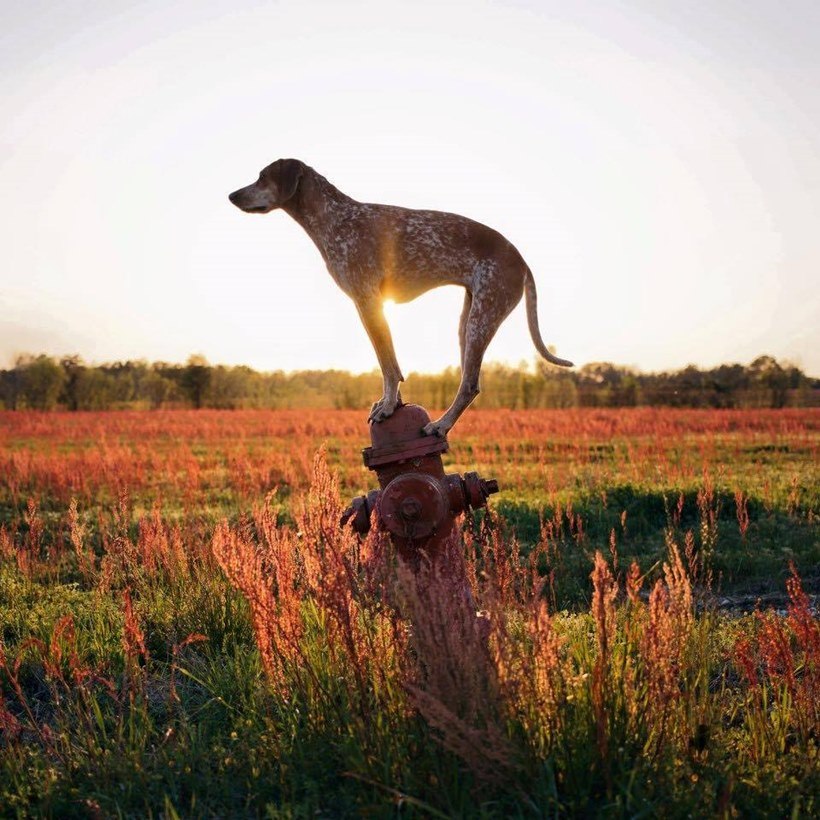 (छाया सौजन्यः इन्स्टाग्राम/ दिसवाइल्डआयडिया)