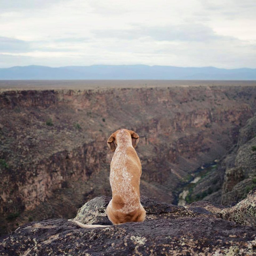 (छाया सौजन्यः इन्स्टाग्राम/ दिसवाइल्डआयडिया)