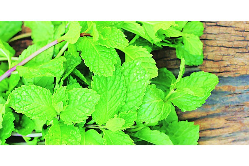 Health benefits, mint, food, cooking, Chaturang, Chaturang news, Marathi, Marathi news