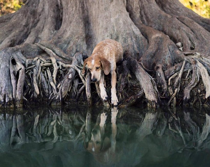 (छाया सौजन्यः इन्स्टाग्राम/ दिसवाइल्डआयडिया)