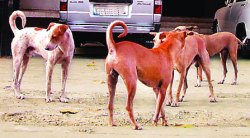 मोकाट कुत्र्यांच्या निर्बीजीकरणासाठी बॉटनिकल उद्यानाचा आधार