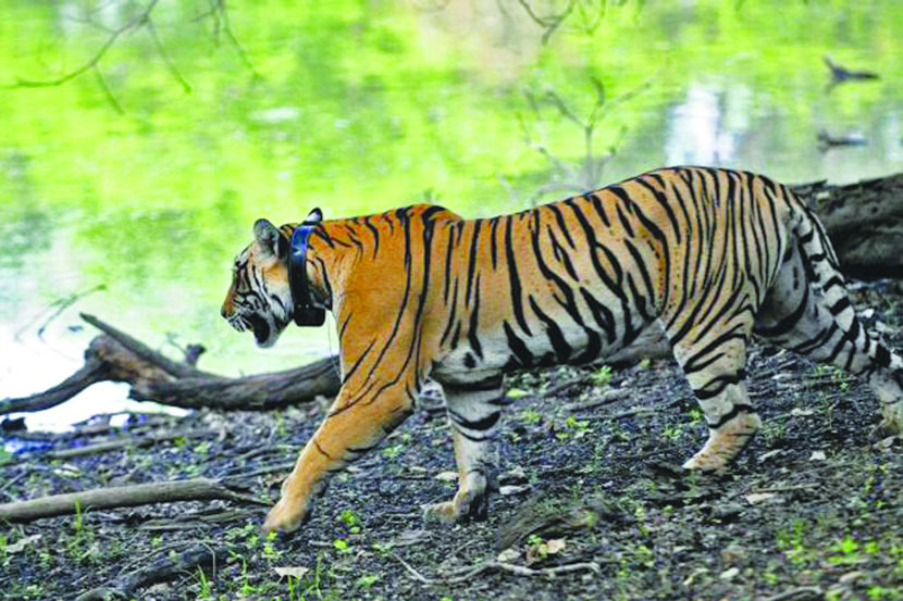 वाघिणीला जंगलात सोडल्यानंतर तब्बल आठ महिने तिला शिकारच करता आली नाही