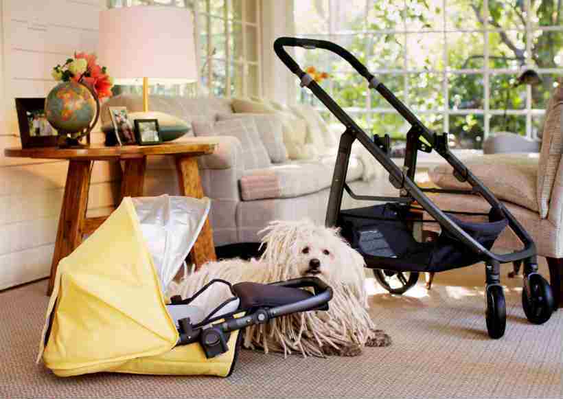 मार्क झकबर्गची लिटल मॅक्स झाली ‘फेसबुक स्टार’