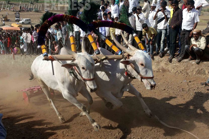 बैलगाडी शर्यत