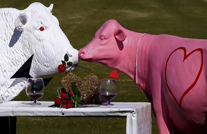 ऑस्ट्रेलिया : बैल आणि गायीचा पुतळा व्हॅलेंटाईन थीम म्हणून उभारण्यात आला होता. गुलाबी रंगाच्या गायीच्या पुतळ्यावर प्रेमाचे प्रतिक मानले जाणाऱ्या बदामाचा आकारदेखील काढण्यात आला होता.
