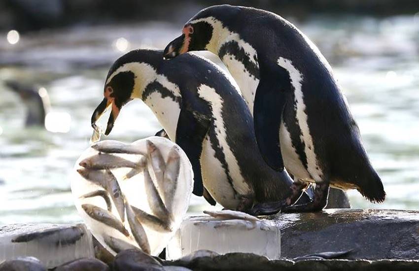 लंडन : लंडनमधील पक्षीसंग्रहालयात पेंग्विन्सना बदामाच्या आकाराच्या बर्फातून मासे खायला देण्यात आले.