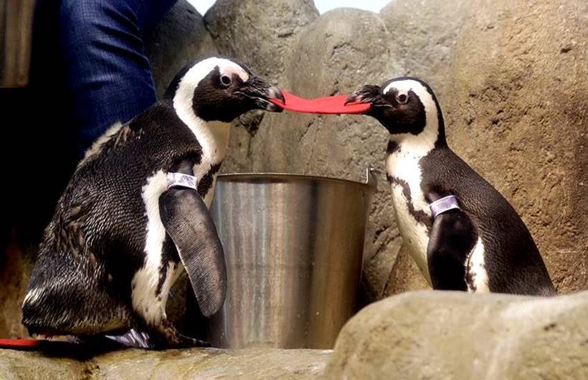 दक्षिण अफ्रिका : पक्षीसंग्रहालयातील पेंग्विनची प्रेमळ जोडी.