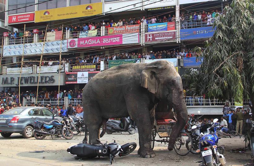 पश्चिम बंगालमधील सिलीगुडी शहरात बुधवारी एका हत्तीने धुमाकूळ घातला.