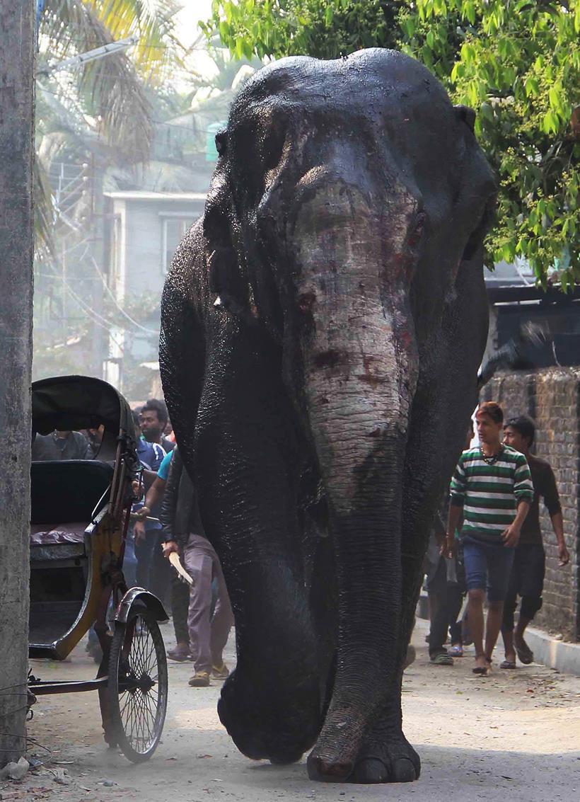 हत्तीने रस्त्यावर फिरणा-या अनेक दुचाकींना आपल्या पायाखाली चिरडले, वाहनांनाही धडक दिली. या हत्तीचा उच्छाद सुरु असताना नागरीक आपला जीव वाचवण्यासाठी सैरावैरा पळत होते. (छाया-एपी)