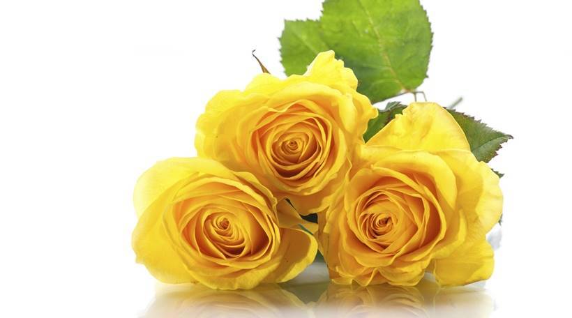 पिवळा गुलाब- पिवळ्या रंगाचे गुलाब मैत्रीचे प्रतिक मानले जाते. पिवळ्या रंगाच्या गुलाबाचा गुच्छ देणे सांगते की तू माझा जीवलग मित्रमैत्रीण होतास आणि कायमस्वरूपी राहशील. (छाया- थिंकस्टॉक इमेजेस)