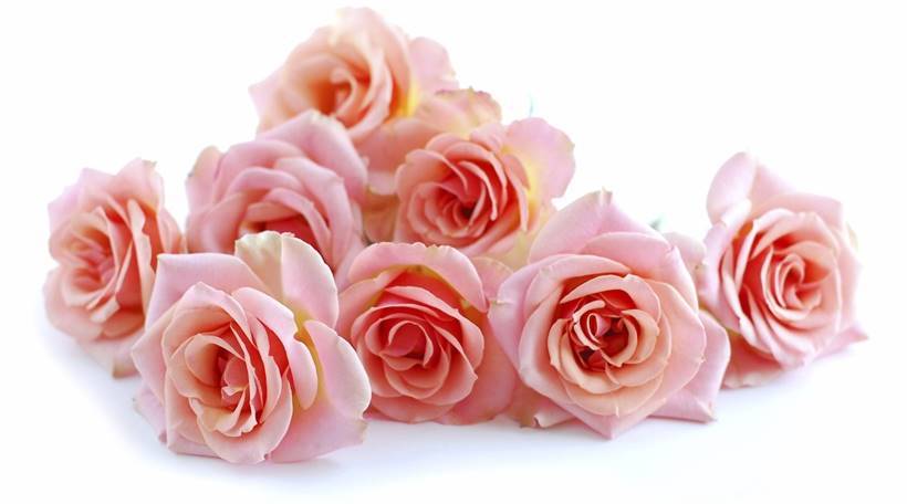 पीच गुलाब- एखादी व्यक्ती तुम्हाला नुकतीच आवडायला लागली असेल किंवा एखाद्यावर तुमचा क्रश असेल त्या व्यक्तीला पीच रंगाचे गुलाब देऊ शकता. (छाया- थिंकस्टॉक इमेजेस)