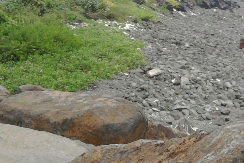 उरणमधील शेतकरी आणि खाडी किनाऱ्यावरील ग्रामस्थांचे समुद्राच्या भरतीच्या पाण्यामुळे होणारे नुकसान टाळता येणार आहे.