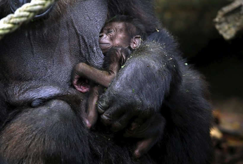A newly born western lowland gorilla baby is held by its mother Frala in their enclosure at Taronga Zoo in Sydney, Australia, May 19, 2015. REUTERS/David Gray