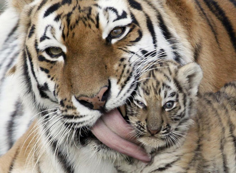 Amur tiger Iris licks its 7-week-old cub during one of their first walks in an open-air cage at the Royev Ruchey zoo in Krasnoyarsk, Siberia, Russia September 29, 2011. REUTERS/Ilya Naymushin