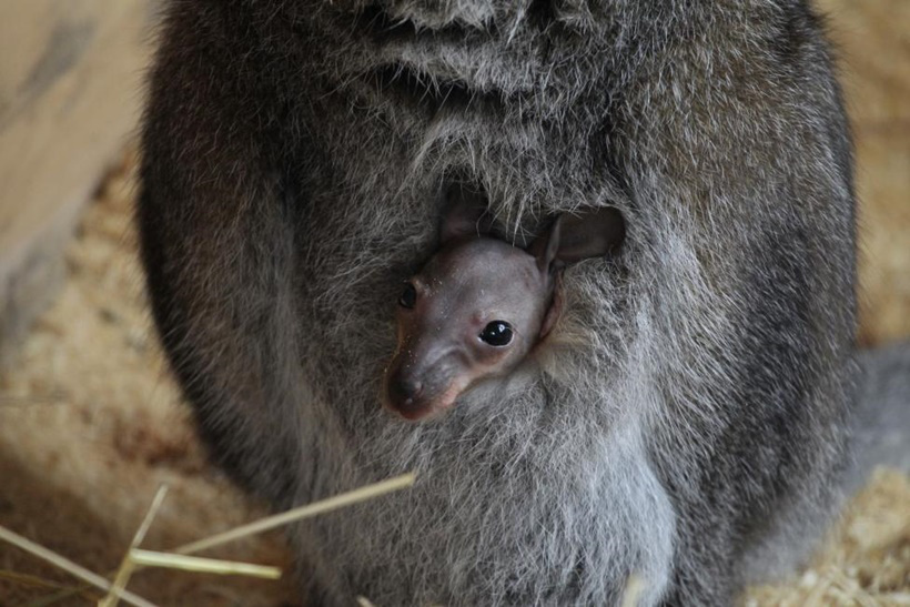 A joey looks out from its the pouch of its mother, Chuck the kangaroo, in her enclosure at a zoo in Barnaul, Siberia, Russia March 29, 2014. REUTERS/Andrei Kasprishin