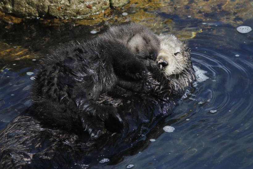 A two-day-old wild sea otter pup and its mother sleep inside the Great Tide Pool at the Monterey Bay Aquarium in Monterey, California March 7, 2016. REUTERS/Michael Fiala