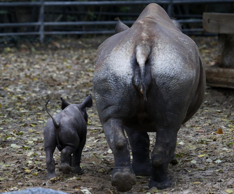 A 10-day-old male rhinoceros calf stands next to its mother Kumi in their enclosure at the zoo in Berlin, Germany October 24, 2014. REUTERS/Fabrizio Bensch