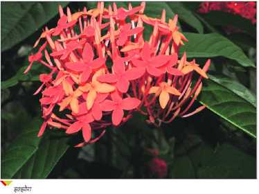 02-lp-flower