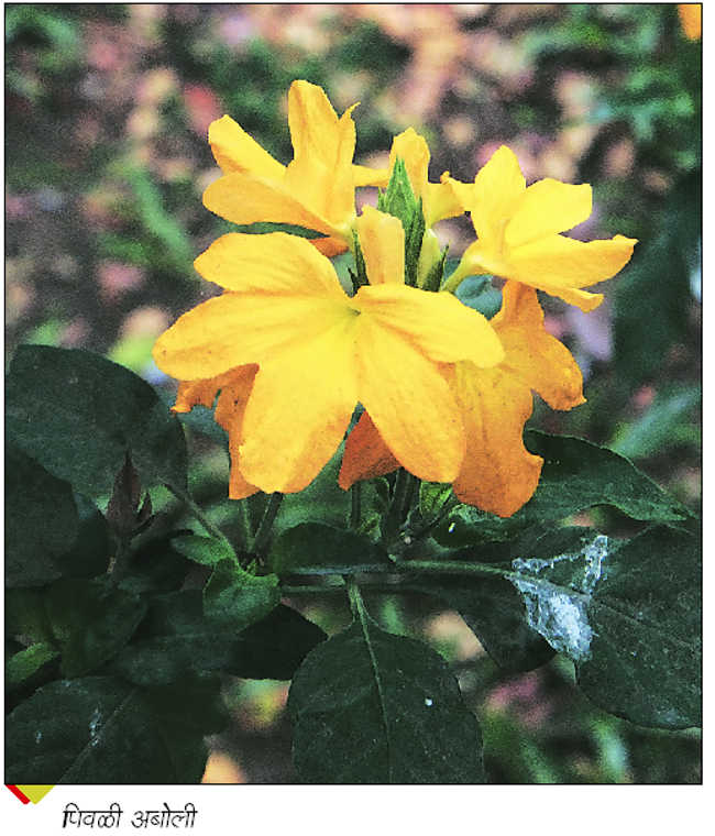 03-lp-flower