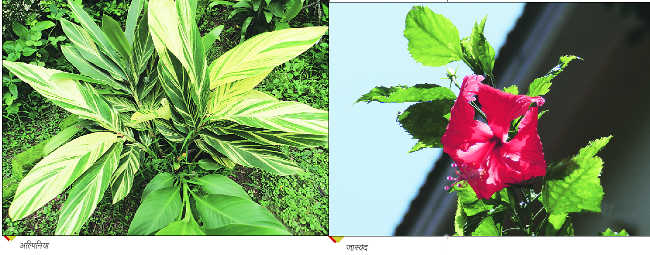 04-lp-flower