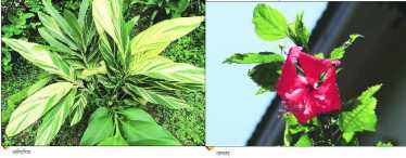 04-lp-flower