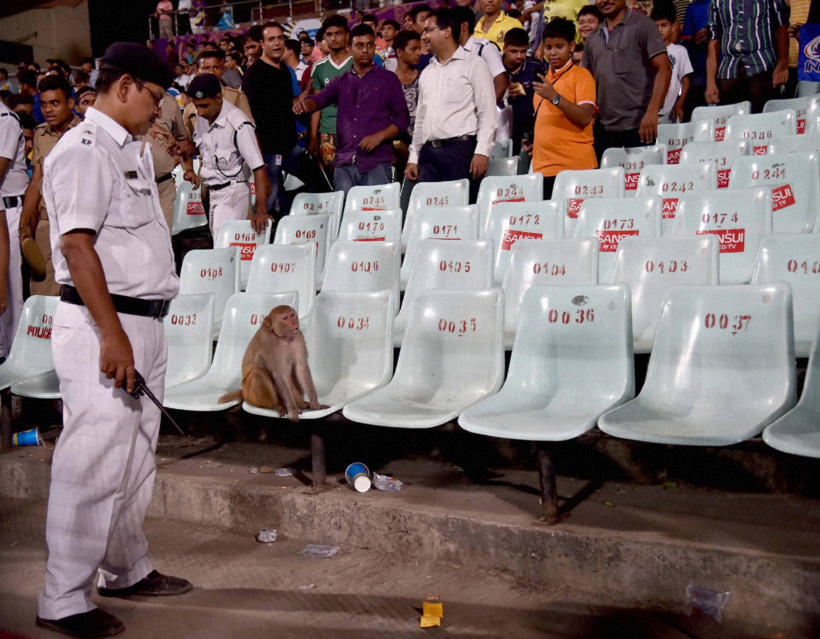 At the Eden Gardens stands, a monkey disturbed the fans. (Source: PTI)