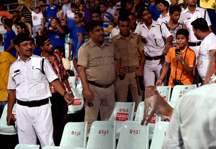 Policemen try to take the monkey out of the stands but he is not willing to. People don't mind clicking photos. (Source: PIT)
