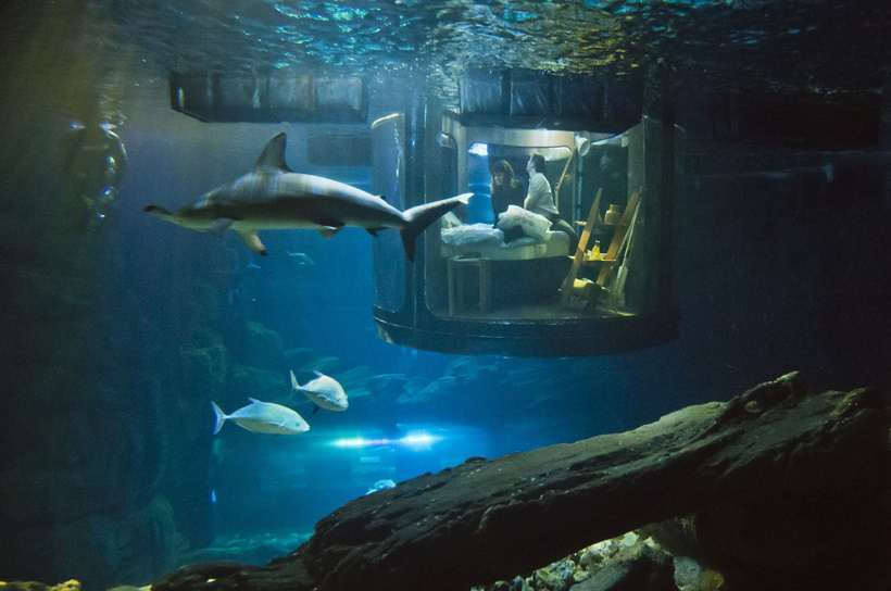 अंडरवॉटर हाऊसच्या भिंती काचेच्या असल्याने शार्क आणि पाण्याखालील सौंदर्य अगदी जवळून न्याहाळता येते. (एपी)