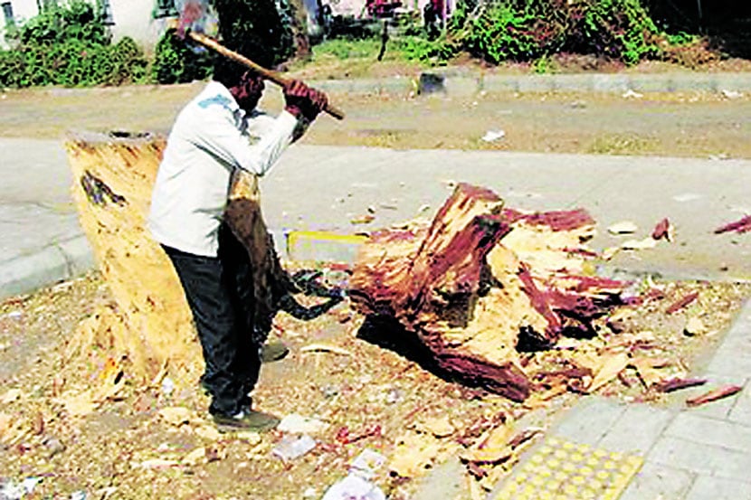 उपराजधानीतील हिरवळ झपाटय़ाने कमी होण्याला वृक्षतोड कायद्यातील त्रुटी कारणीभूत असल्याचे आता समोर आले आहे.