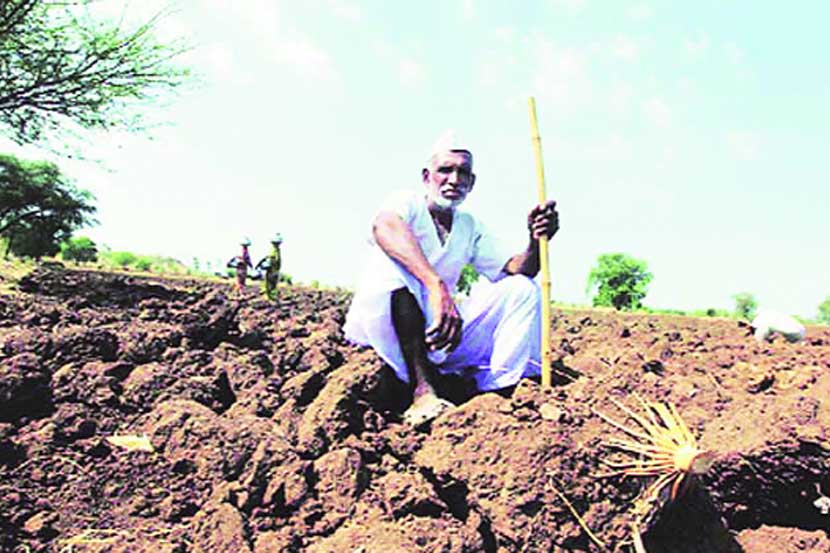 क्षारपड जमिनीला पुनर्वैभव प्राप्त होतेय..